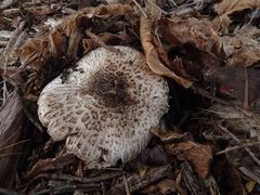 Agaricus