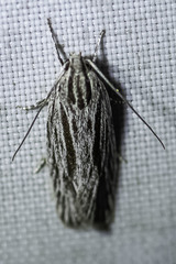 Leistarcha scitissimella