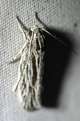 Leistarcha scitissimella