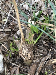 Erythrina × bidwillii