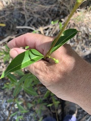 Gymnanthera oblonga
