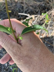 Gymnanthera oblonga