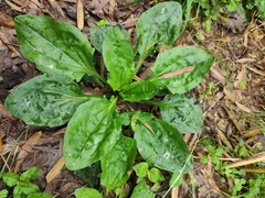 Plantago asiatica