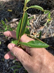 Gymnanthera oblonga