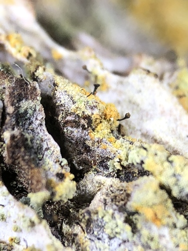 Chaenotheca ferruginea image