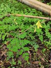 Corydalis pallida