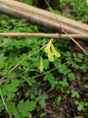 Corydalis pallida