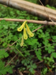 Corydalis pallida