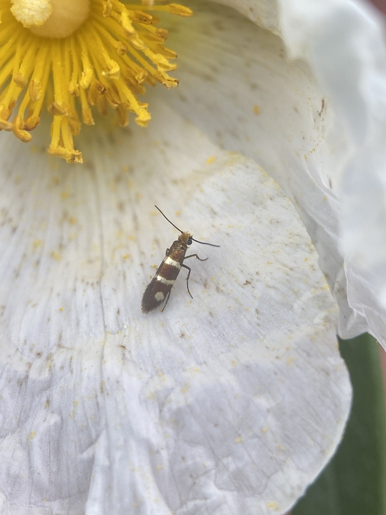Micropterix ibericella
