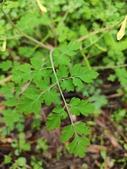 Corydalis pallida