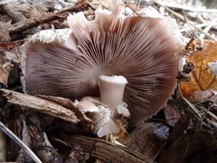 Agaricus
