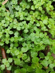 Pilea cavaleriei