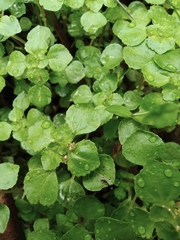 Pilea cavaleriei