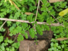Corydalis pallida