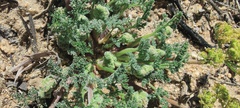 Lomatium dasycarpum dasycarpum