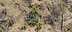 Lomatium dasycarpum dasycarpum
