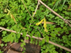 Corydalis pallida