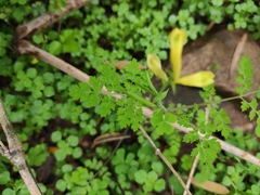 Corydalis pallida