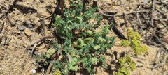 Lomatium dasycarpum dasycarpum