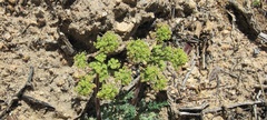 Lomatium dasycarpum dasycarpum