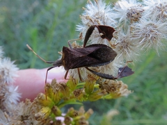 Leptoglossus concaviusculus