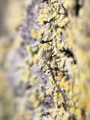 Chaenotheca ferruginea image