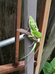 Anolis carolinensis