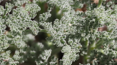 Lomatium dasycarpum dasycarpum