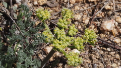 Lomatium dasycarpum dasycarpum