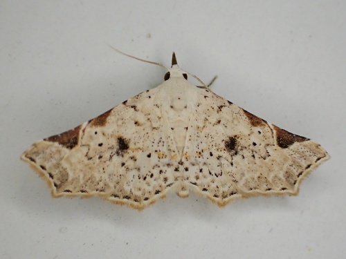 Prolophota
