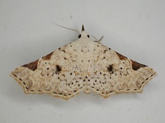 Prolophota trigonifera