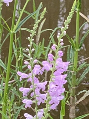 Physostegia intermedia
