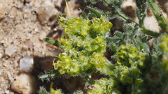 Lomatium dasycarpum dasycarpum