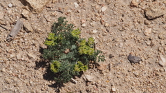 Lomatium dasycarpum dasycarpum