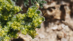 Lomatium dasycarpum dasycarpum