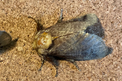 Doratifera oxleyi