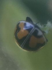 Adalia angulifera