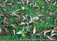 Quercus humboldtii