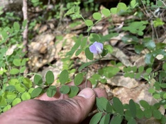 Lathyrus torreyi