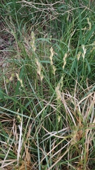 Carex tetrastachya