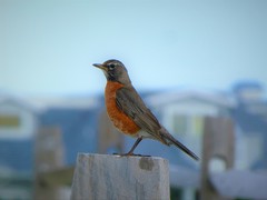 Turdus migratorius migratorius