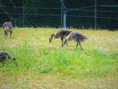 Branta canadensis canadensis