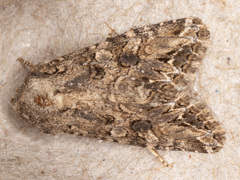 Anarta mutata