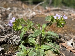Phacelia suaveolens