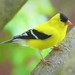 Eastern Goldfinch - Photo (c) vinniemodesto, some rights reserved (CC BY-NC)