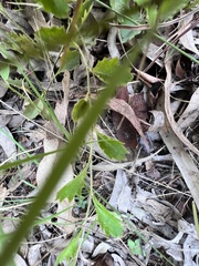 Goodenia rotundifolia
