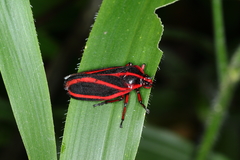 Typeschata marginata