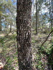 Corymbia tessellaris