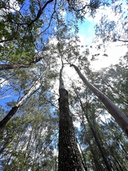 Corymbia tessellaris