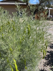 Senna artemisioides
